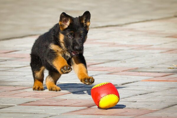 Black German Shepherd puppy playing with a ball