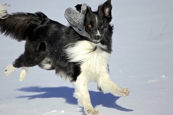 Ein schwarz-weißer Hund tummelt sich im Schnee