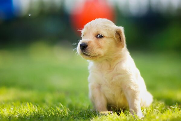 Il cucciolo bianco si siede sull erba verde e guarda di lato