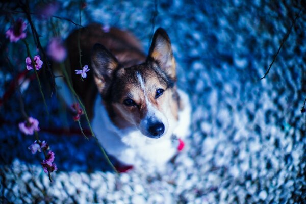 Der Hund schaut auf die Blumen am Baum