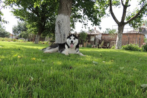 Purebred dog in the garden under a tree