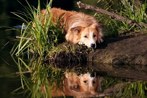 Reflejo en el agua de un perro border Collie tendido en la orilla