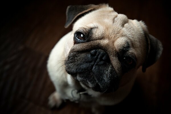 Pug mendicante con uno sguardo triste