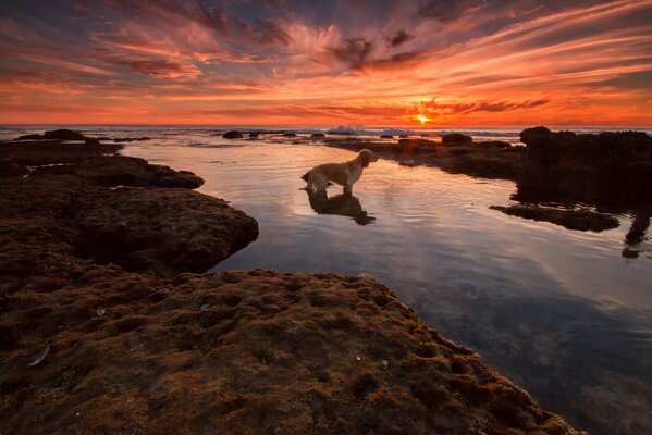 Perro se encuentra con la puesta de sol en la playa