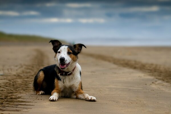 Der Blick des Hundes zur Seite