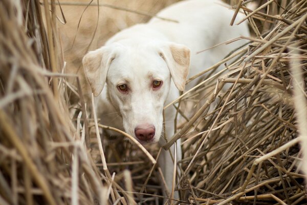 Weißer Hund auf dem Feld