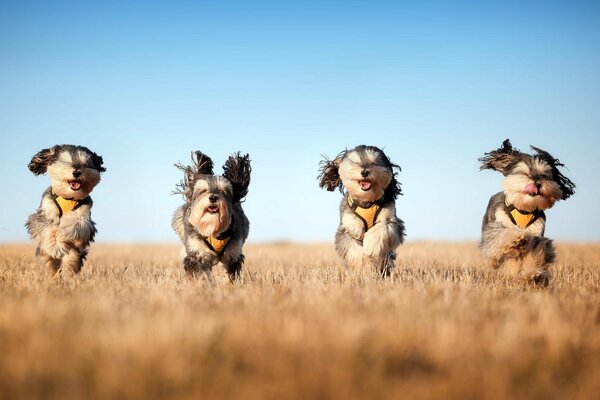 Vier urkomische Hunde im Feld