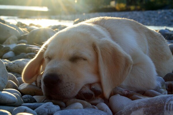 Chiot Labrador mignon dort