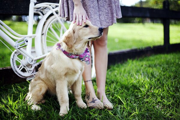 Chien assis à côté de la fille et le vélo