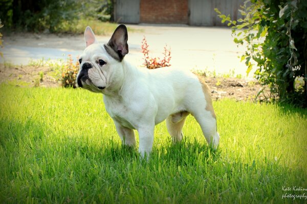 A white bulldog stands in the grass