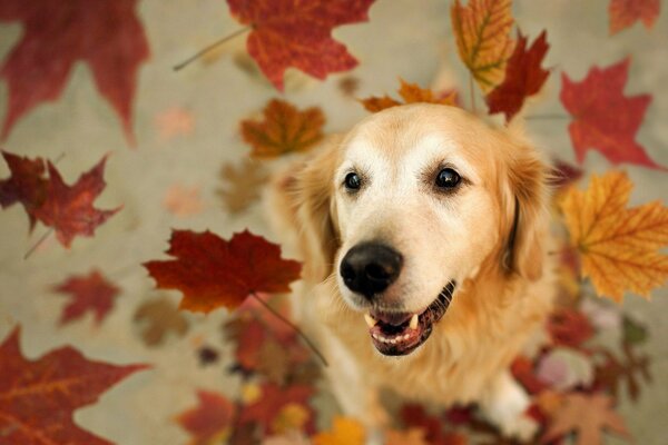 Roter Hund mit Herbstlaub