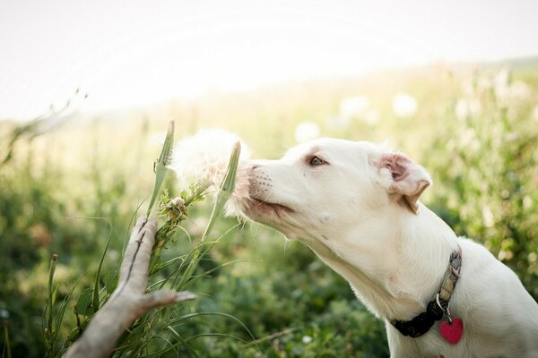 Perro interesado en campo de flores