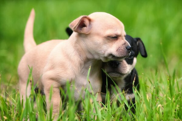 Dos cachorros en la hierba verde