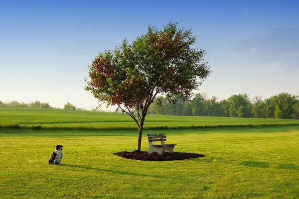 The dog is sitting on the grass by a tree