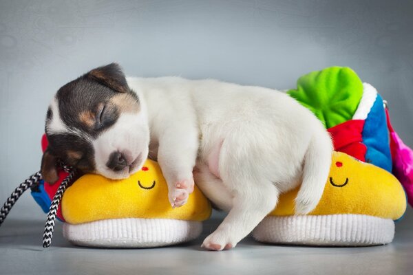 La guancia del cane dorme sulle pantofole colorate