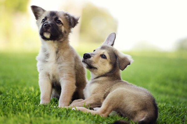 Little puppies on the grass