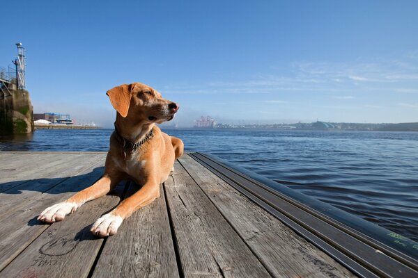 El perro espera al dueño