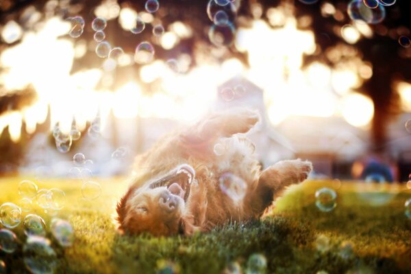 Joyeux chien en été dans les bulles