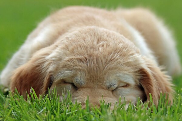 Cachorro peludo se extendía sobre la hierba