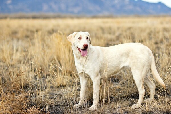 Der Hund schaut in die Ferne auf das Feld