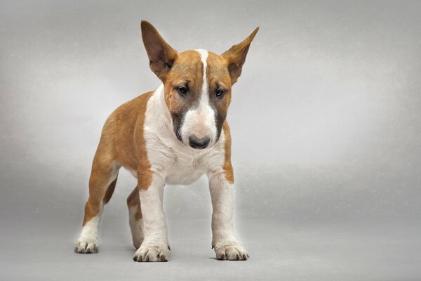 Das Bild eines Bull Terrier als Indikator für Freundlichkeit