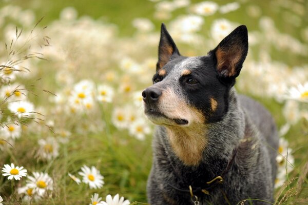 Un cane concentrato guarda attentamente qualcosa