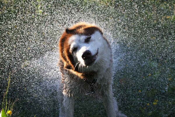 El perro rocía agua en diferentes direcciones