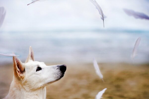 Chien blanc regarde les plumes blanches qui s envolent