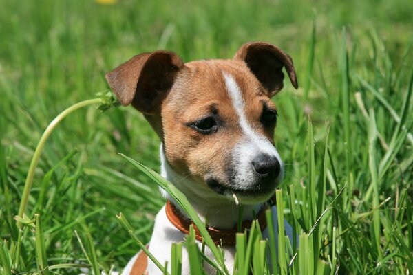 Cane che gioca in un prato verde