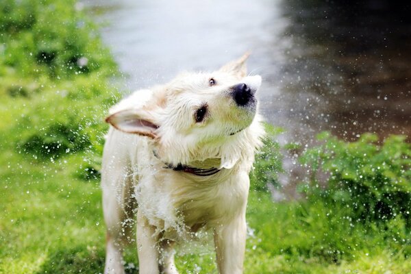 Spruzzi d acqua da un cane