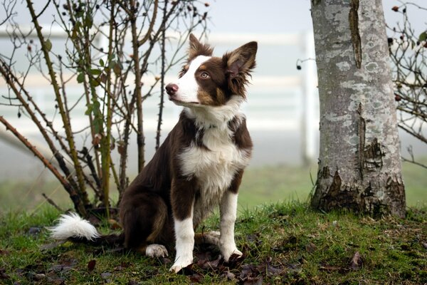 Das Bild des Hundes auf dem Hintergrund des Sees