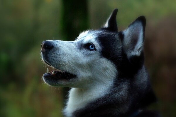 Profil du Husky sibérien dans la nature