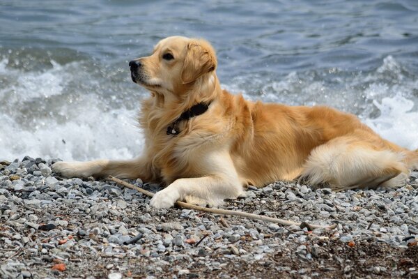 Ein rot gefärbter Hund ruht sich am Meer aus