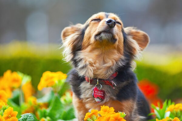 A joyful dog with beautiful ears and very cute