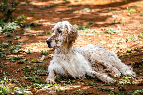 Der Setter liegt auf dem Hintergrund der Blätter im Park