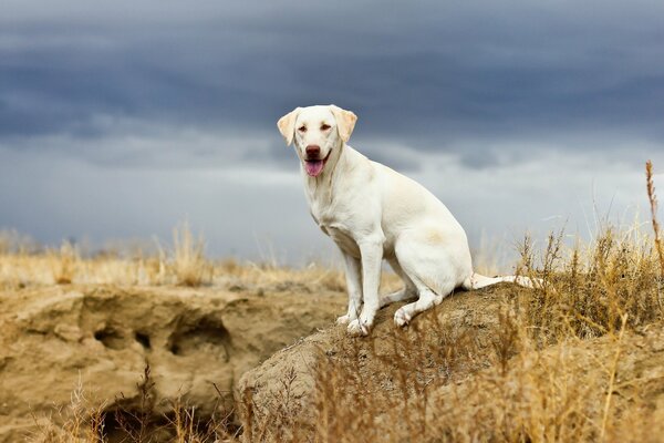 Cane seduto su una roccia in un campo