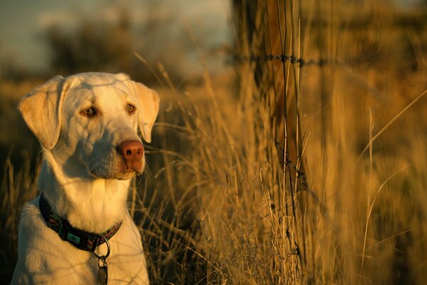 Un chien blanc dans un collier est assis au milieu de l herbe et regarde attentivement au loin