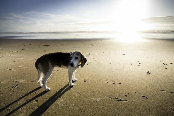 Dog on the background of the beach