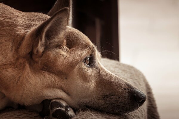 Der Hund liegt und schaut traurig in die Ferne