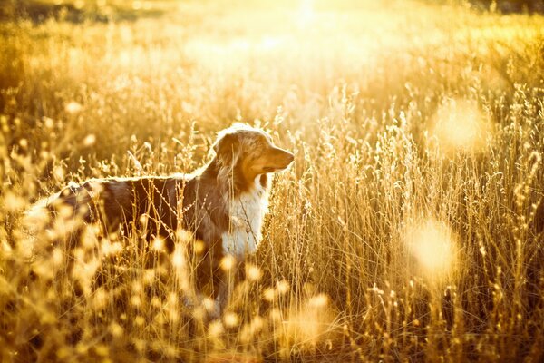 Cane in un campo d oro