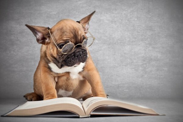 Cane con gli occhiali e un libro