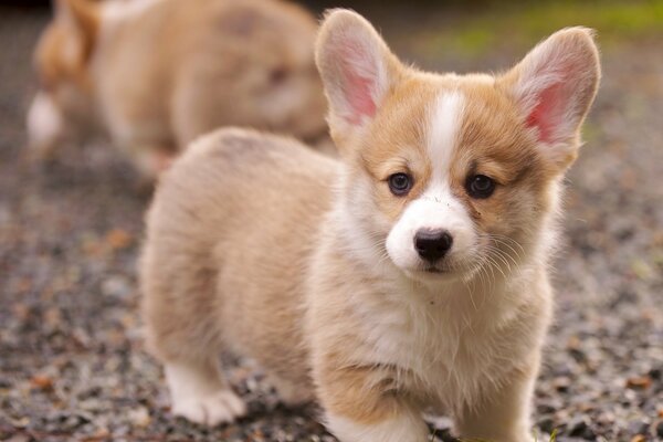 Ein Corgi-Welpe wartet auf den Besitzer