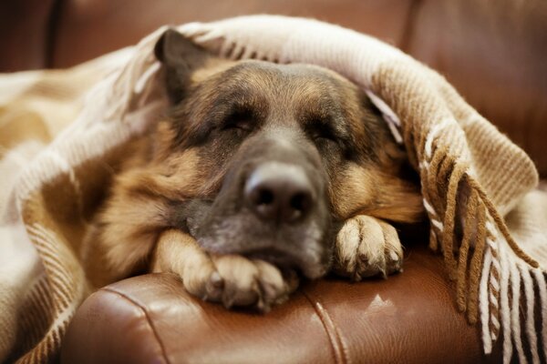 The shepherd is lying on a brown armchair under a blanket