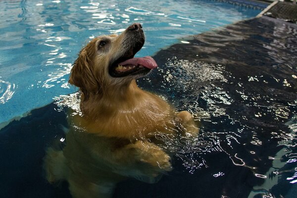 A dog with his tongue hanging out in the pool