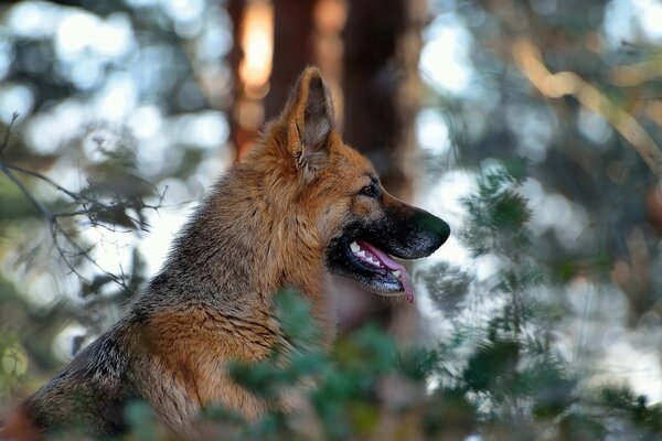 Deutscher Schäferhund in der Natur. Unscharfer Hintergrund