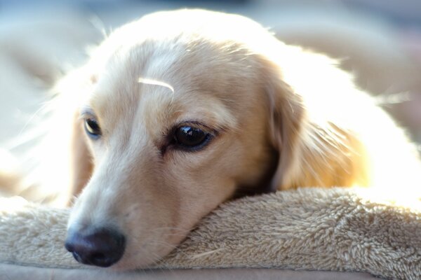 Chien blanc regard triste