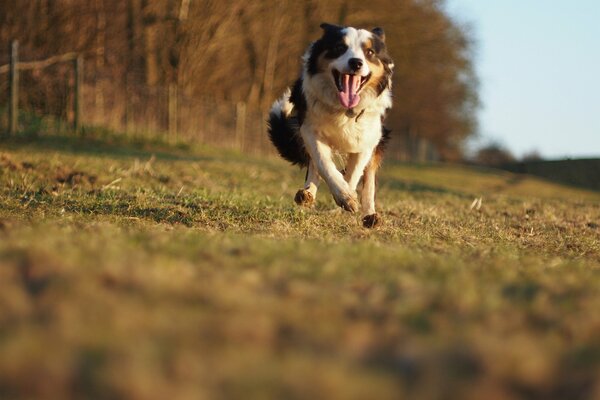 Der Hund läuft mit Geschwindigkeit durch den Wald