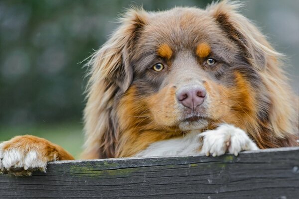 The dog is lying on the board and she has a devoted look