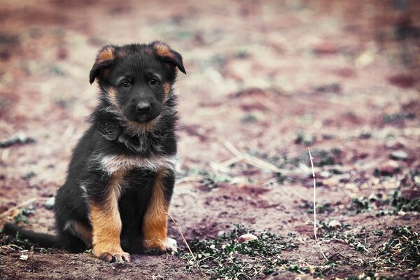 Hintergrund eines Welpen Hundes im Freien