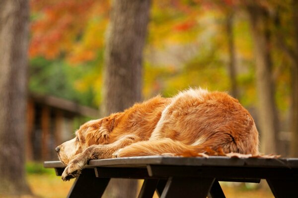 Golden Retriever leży na stole